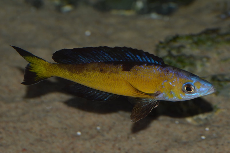 Cyprichromis microlepidotus 'Milima Island'